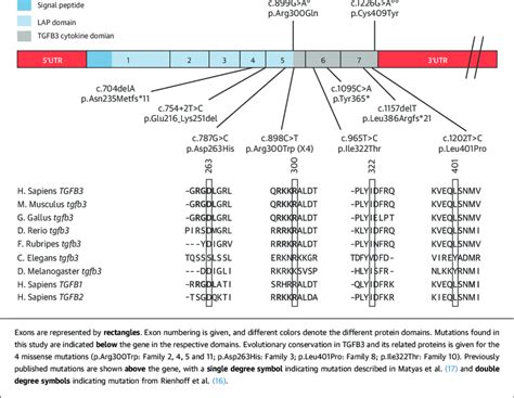 TGFB3 Gene .